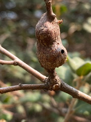 Andricus chrysolepidicola