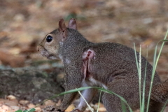 Cuterebra emasculator