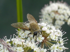 Polydontomyia curvipes