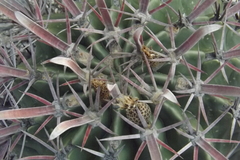 Ferocactus recurvus recurvus