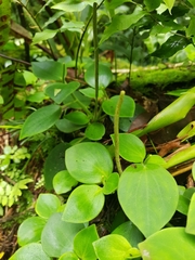 Peperomia hirta