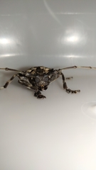 Dryoctenes scrupulosus