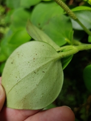 Peperomia hirta