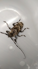 Dryoctenes scrupulosus