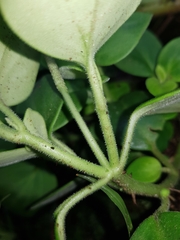 Peperomia hirta