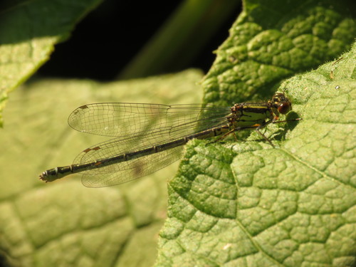 Photo of Red-eyed Damselfly