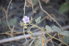 Sphaeralcea axillaris