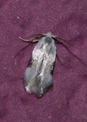 Opostegidae
