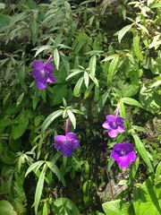 Achimenes cettoana