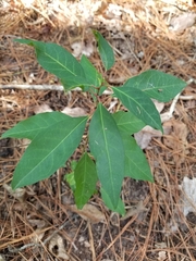 Ditrysinia fruticosa