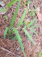 Endodeca serpentaria