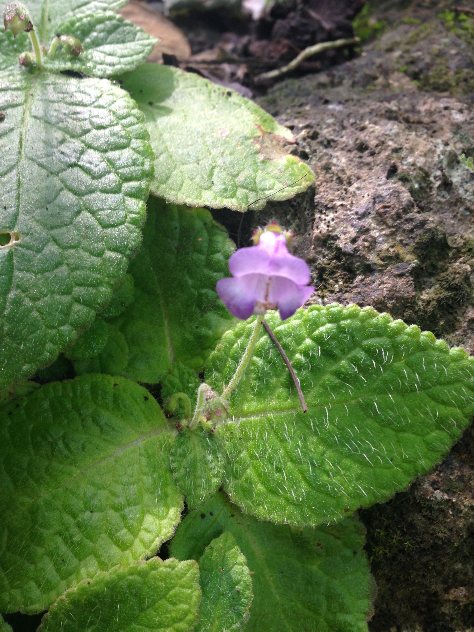 Eucodonia andrieuxii