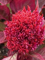 Celosia argentea plumosa
