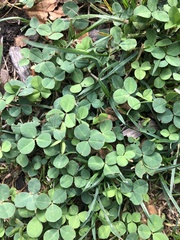 Trifolium repens