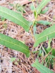 Endodeca serpentaria