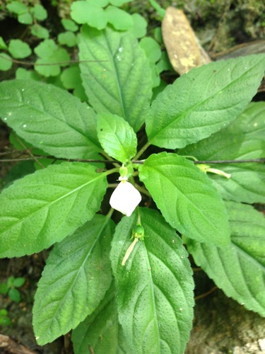 Hybanthus longipes (Hybanthus longipes)