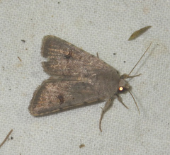 Caradrina kadenii