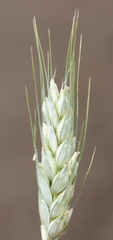 Triticum aestivum