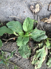 Plantago major