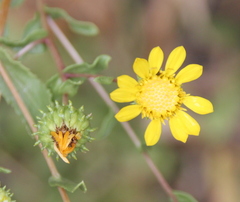 Grindelia hallii