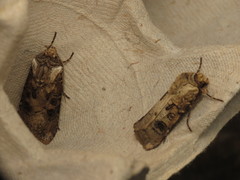 Agrotis clavis