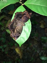 Achlyodes busirus heros