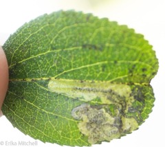 Stigmella rhamnicola