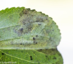 Stigmella rhamnicola