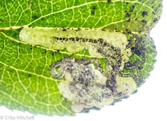 Stigmella rhamnicola