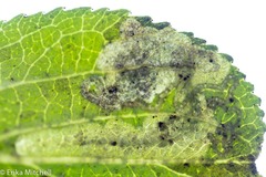 Stigmella rhamnicola