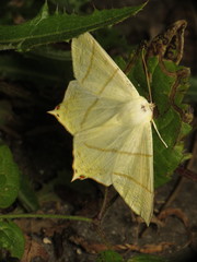 Ourapteryx sambucaria