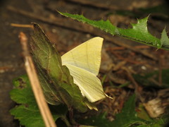 Ourapteryx sambucaria
