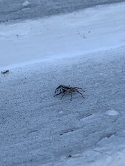 Menemerus bivittatus