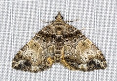 Chrysolarentia phaedra