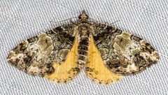 Chrysolarentia phaedra