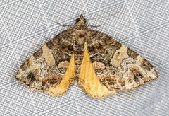 Chrysolarentia phaedra