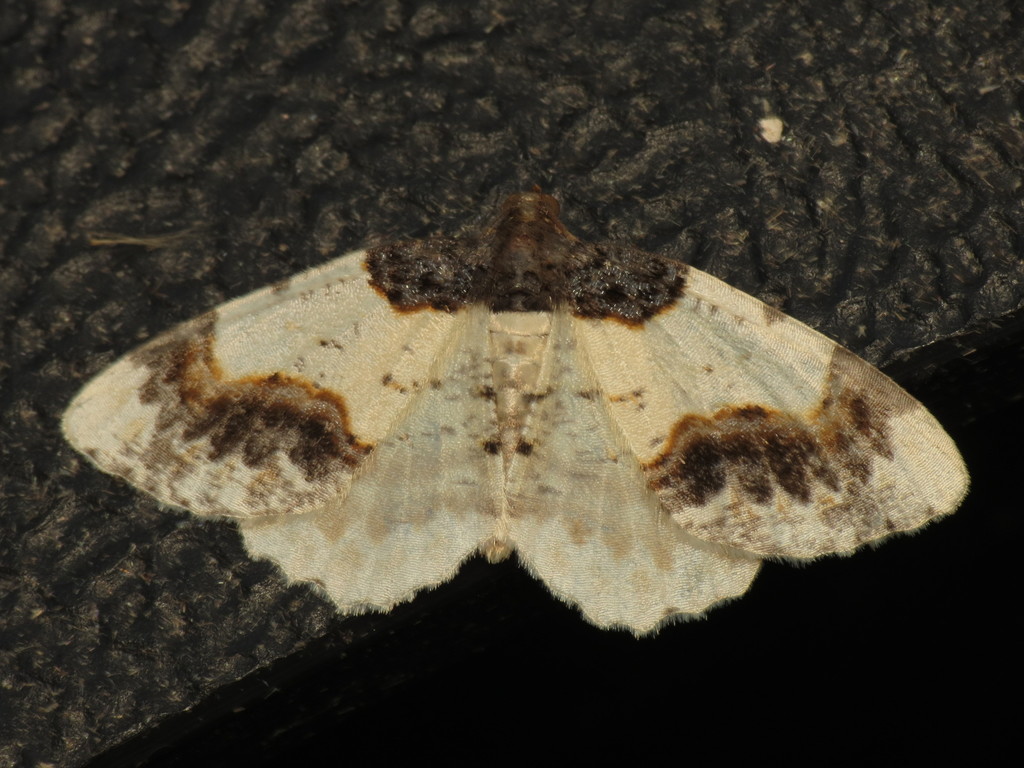 Scorched Carpet