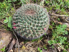 Mammillaria melanocentra melanocentra