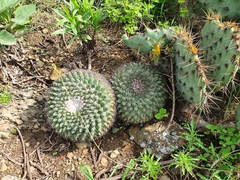 Mammillaria melanocentra melanocentra