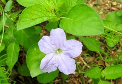 Ruellia intermedia