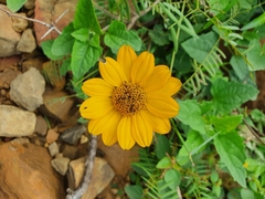 Heliopsis parvifolia