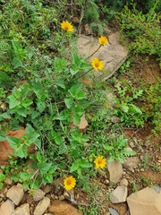 Heliopsis parvifolia