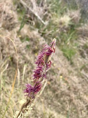 Sporobolus coarctatus