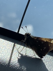 Paratrytone aphractoia