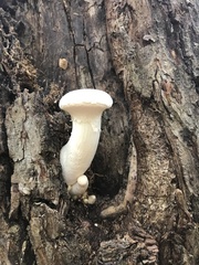 Pleurotus dryinus