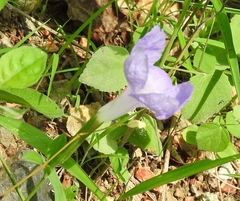 Ruellia intermedia