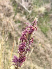 Sporobolus coarctatus