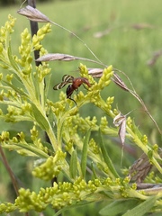Tritoxa incurva