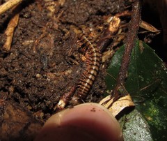 Nedyopus pictus