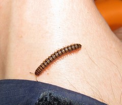 Nedyopus pictus